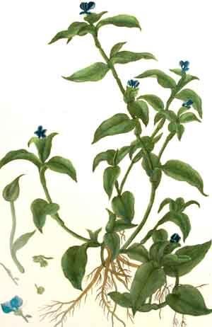 PlateXCVII -Commelina zanonia, Linn. La Commelin d'amerique [Day Flower]