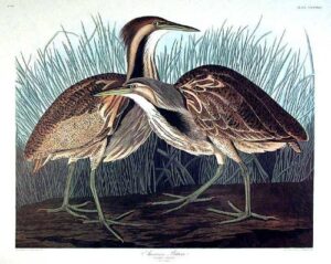 american bittern. from”the birds of america” (amsterdam edition)