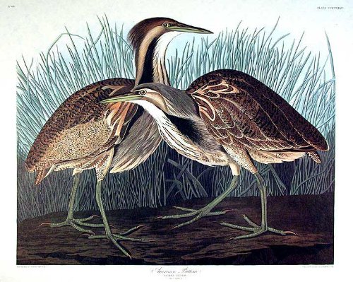 American Bittern. From"The Birds of America" (Amsterdam Edition)