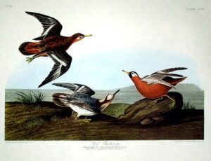 red phalarope. from”the birds of america” (amsterdam edition)