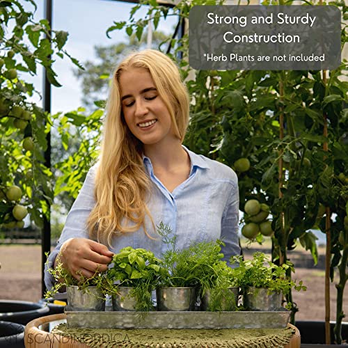 SCANDINORDICA Galvanized Herb Planter – 5 Herb Pots with Drainage Holes and Tray, Windowsill Planter, Indoor Herb Garden Planter Outdoor, Herb Pots for Indoor Plants | Windowsill Herb Garden