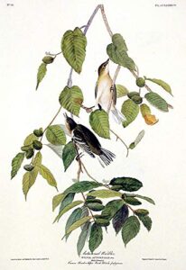 autumnal warbler. from”the birds of america” (amsterdam edition)