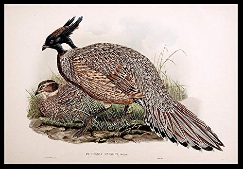 [Darwin's Pucras Pheasant] Pucrasia darwini.