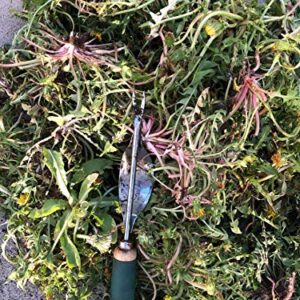 Edward Tools Weeding Tool - Leverage Metal Base Creates Perfect Angle for Easy Weed Removal and Deeper Digging - Sharp V Nose Digs deep to Roots - Stainless Rust Proof Steel