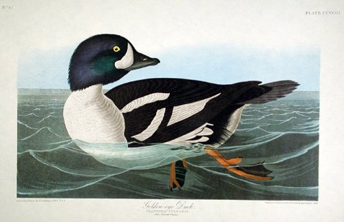 Golden-eye Duck. From"The Birds of America" (Amsterdam Edition)