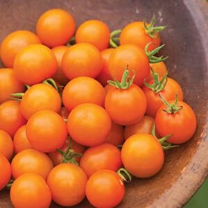Burpee Sun Gold Hybrid Non-GMO Home Garden | Sweet Orange Cherry Tomatoes | Best Vegetable Planting, 30 Seeds