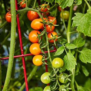 Burpee Sun Gold Hybrid Non-GMO Home Garden | Sweet Orange Cherry Tomatoes | Best Vegetable Planting, 30 Seeds
