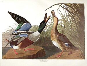 shoveller duck. from”the birds of america” (amsterdam edition)