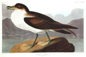 wandering shearwater. from”the birds of america” (amsterdam edition)