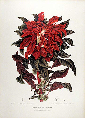 Amarantus Tricolor [Variegated Amaranth]