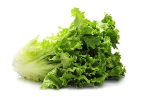 romaine lettuce seeds for hydroponics or planting an indoor or outdoors vegetable garden heirloom seed packet!