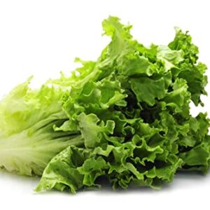 Romaine Lettuce Seeds for Hydroponics or Planting an Indoor or Outdoors Vegetable Garden Heirloom Seed Packet!