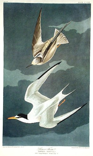 Lesser Tern. From"The Birds of America" (Amsterdam Edition)