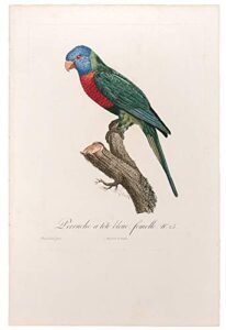 [blue headed parrot] perruche α tΩte bleue, femelle.