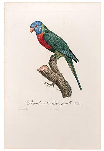 [Blue Headed Parrot] Perruche α tΩte bleue, femelle.