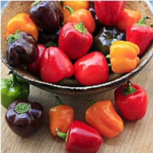mini belle mix sweet peppers seeds (20+ seeds) | non gmo | vegetable fruit herb flower seeds for planting | home garden greenhouse pack