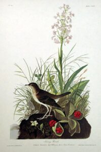 tawny thrush. from”the birds of america” (amsterdam edition)