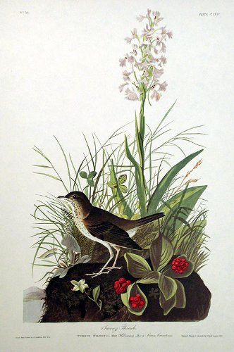 Tawny Thrush. From"The Birds of America" (Amsterdam Edition)