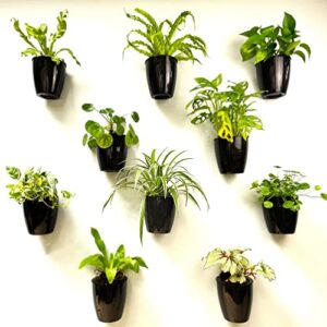 lalagreen wall planters for indoor plants – 10 pack, 5 inch black self watering wall planter, eco wall mounted planters system living hanging wall pots holder trendy live wall garden indoor for herb