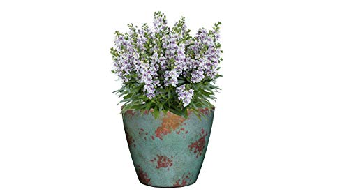 Classic Home and Garden 9010D-405S Premiere Collection Planter, Rosie 10", Stark White