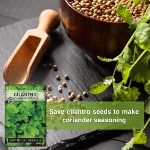 Sow Right Seeds - Cilantro Seed - Non-GMO Heirloom Seeds with Full Instructions for Planting an Easy to Grow herb Garden, Indoor or Outdoor; Great Gift (1 Packet)