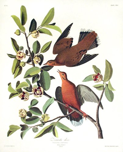 Zenaida Dove. From"The Birds of America" (Amsterdam Edition)