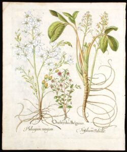 [venus’ looking-glass] onobychis belgarum; [lesser st. bernard’s lily] phalngium ramosum; [bogbean] trifolium palustre