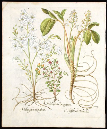 [Venus' looking-glass] Onobychis Belgarum; [Lesser St. Bernard's lily] Phalngium ramosum; [Bogbean] Trifolium Palustre