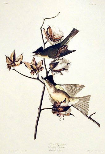 Pewit Flycatcher. From"The Birds of America" (Amsterdam Edition)