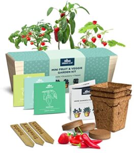herb garden kit indoor – indoor herb garden starter kit – dwarf tomato, chili pepper and eggplant seeds – sturdy reusable planter, enriched soil & bamboo labels – indoor garden kit