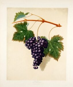 [grapes] red frontiniac grape