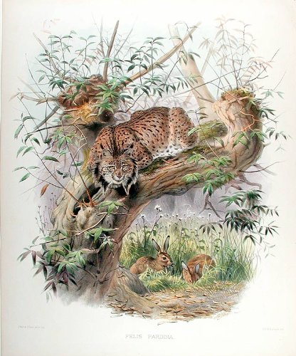 Felis Pardina [Eurasian Lynx]