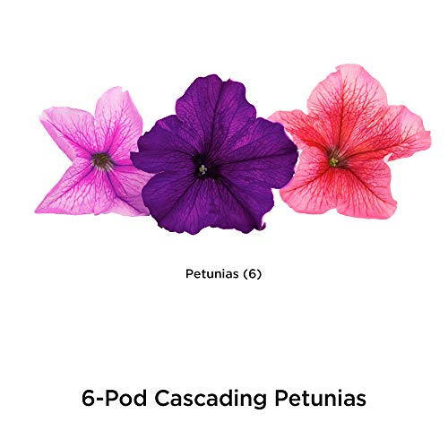 AeroGarden Cascading Petunias Seed Pod Kit for AeroGarden Hydroponic Indoor Garden, 6-Pod