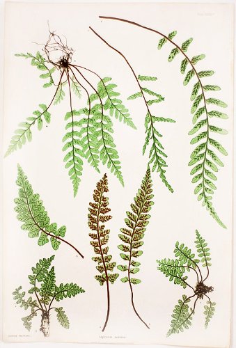 Asplenium marinum [Sea Spleenwort]