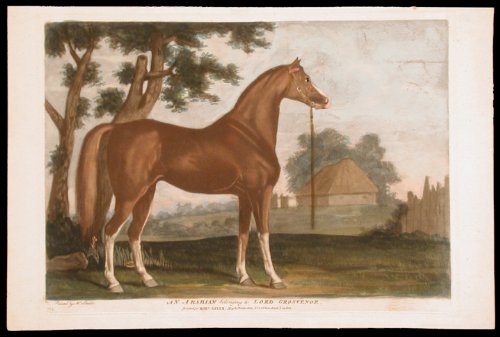 An Arabian belonging to Lord Grosvenor