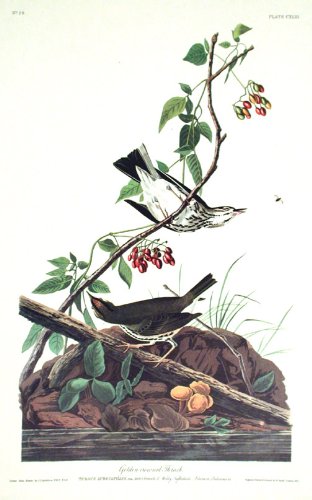 Golden-crowned Thrush. From"The Birds of America" (Amsterdam Edition)