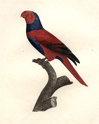 [Perruche α Chaperon Bleu (Bechstein's Violet-necked Lory [Eos squamata riciniata])]