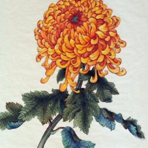 King Chrysanthemum