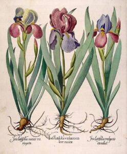 [tall bearded garden irises (flag irises)] iris latifolia violaceo colore maior; iris latifolia vulgaris coerulea; iris latifolia maior variegata