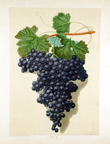 [Grapes] Old St. Peter Grape