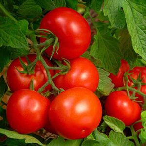 8-8-8 Triple Play Tomato & Vegetable Plant Food, Covers 250 sq. ft.