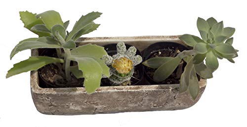 Classic Home and Garden 240001P-432 Dakota Trough, Earth Moss, Large