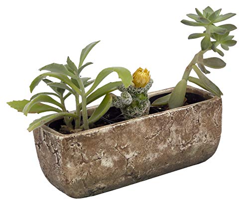 Classic Home and Garden 240001P-432 Dakota Trough, Earth Moss, Large