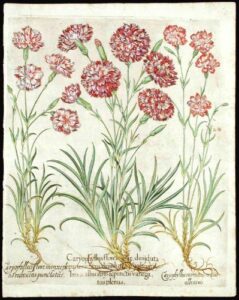 [florist’s carnations] caryophyllus flore maiore dimidiata parte carnus dimidiate alterarubris & albis striis & punctis variegatus plenus; caryophillus flore minore pleno rubescens punctatus; caryophyllus miniatus medio albescens