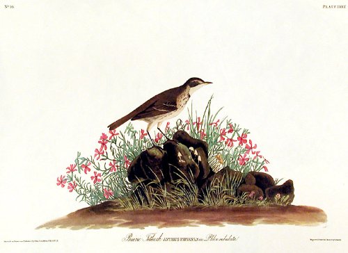 Prairie Titlark. From"The Birds of America" (Amsterdam Edition)