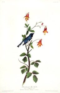 black-throated blue warbler. from”the birds of america” (amsterdam edition)
