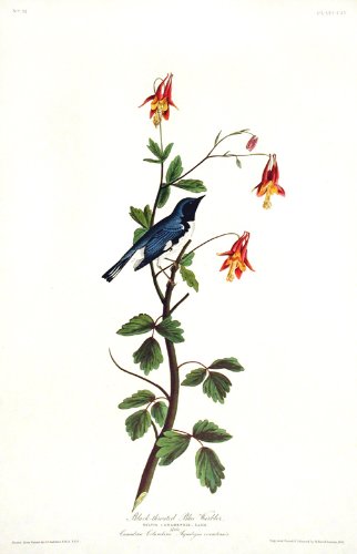 Black-throated Blue Warbler. From"The Birds of America" (Amsterdam Edition)