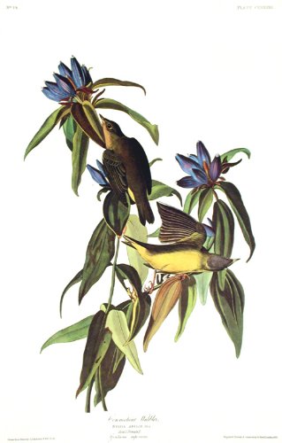 Connecticut Warbler. From"The Birds of America" (Amsterdam Edition)