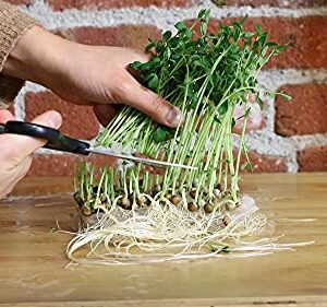 Back to the Roots 810667030377 Microgreen Bundle Sunflower & Organic Pea Shoot Seeds, Certified Organic, 0.56 Ounce (Pack of 6)