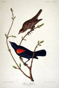 prairie starling. from”the birds of america” (amsterdam edition)